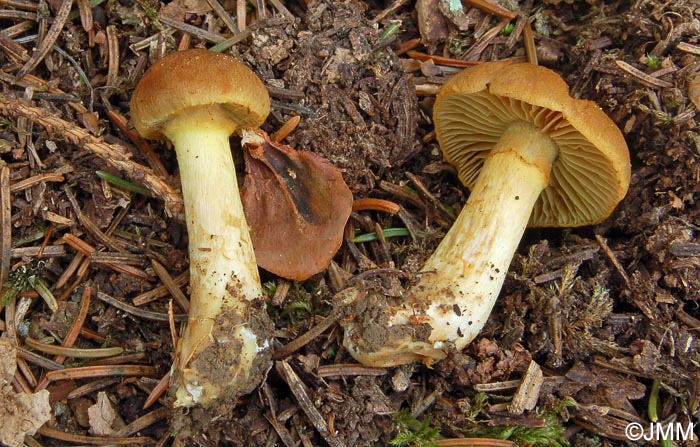 Cortinarius zinziberatus