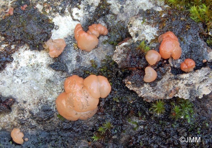 Craterocolla cerasi