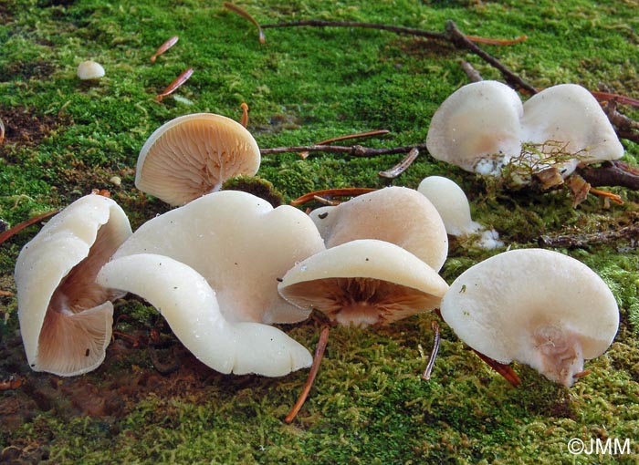 Crepidotus applanatus