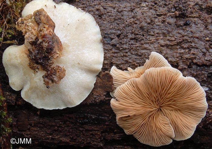 Crepidotus applanatus