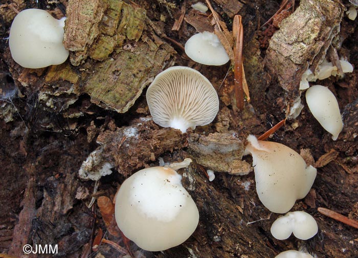 Crepidotus applanatus