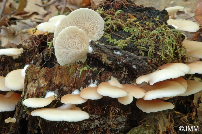 Crepidotus applanatus