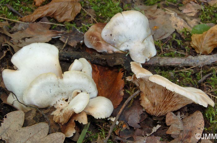 Crepidotus autochtonus