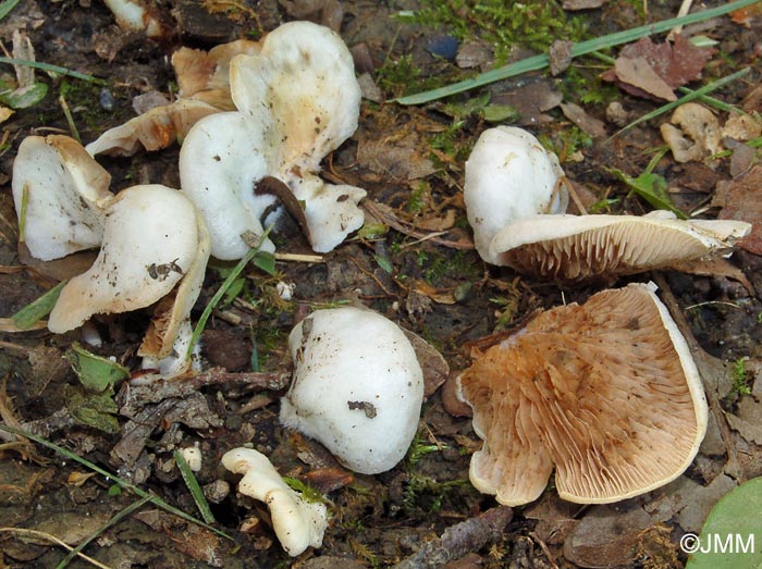 Crepidotus autochtonus