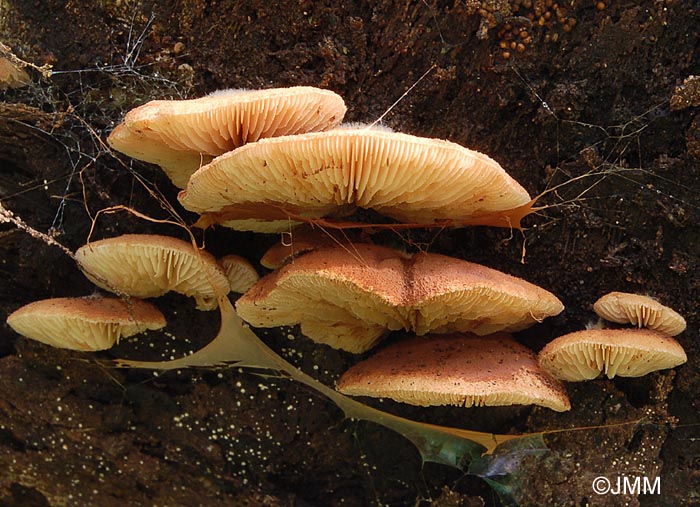 Crepidotus brunneoroseus