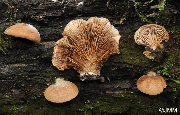 Crepidotus brunneoroseus