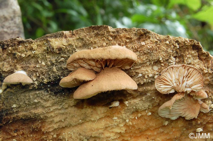 Crepidotus brunneoroseus