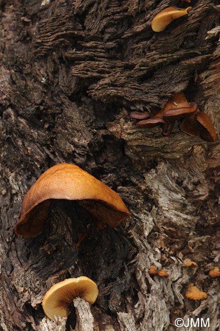 Crepidotus calolepis var. squamulosus