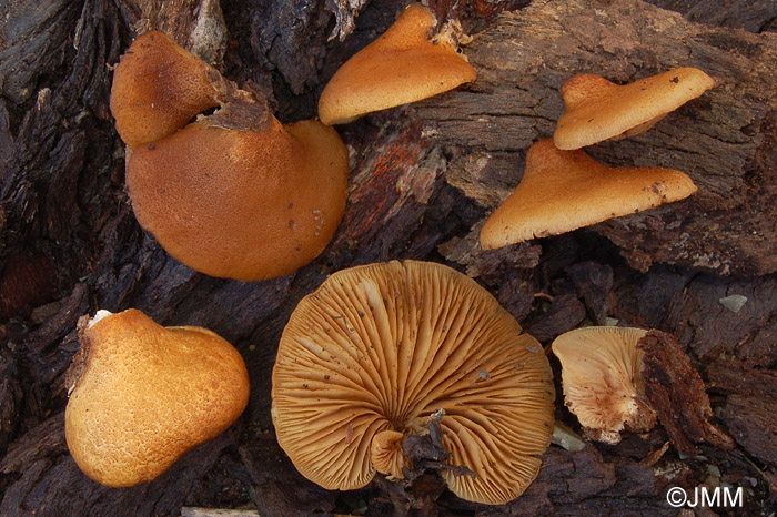 Crepidotus calolepis var. squamulosus