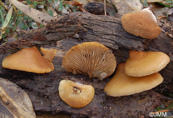 Crepidotus calolepis var. squamulosus