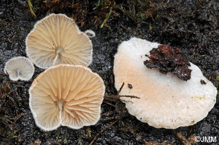 Crepidotus cesatii