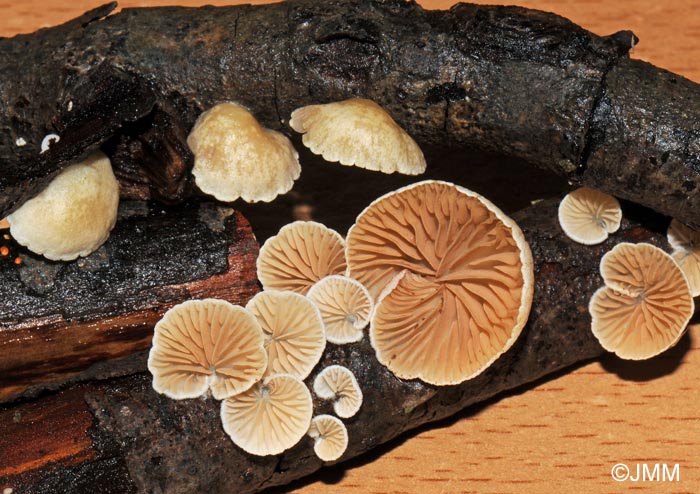 Crepidotus cesatii