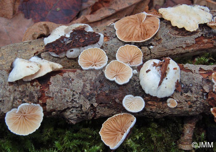 Crepidotus cesatii