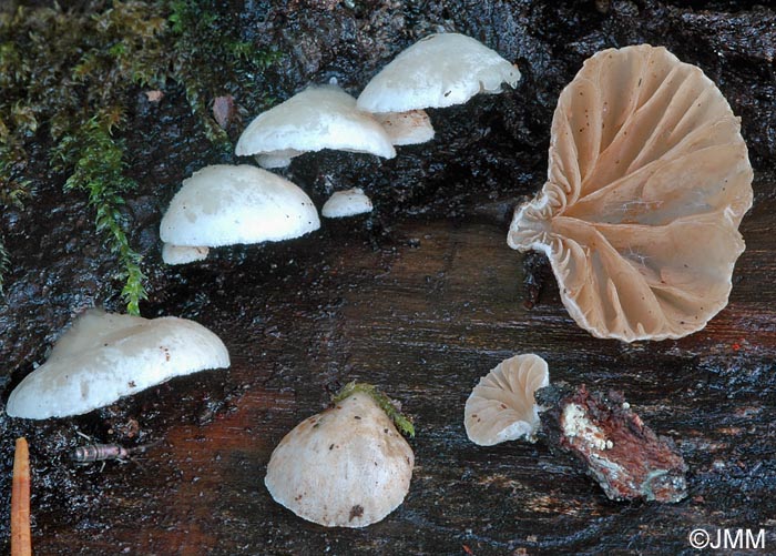 Crepidotus cesatii var. subsphaerosporus