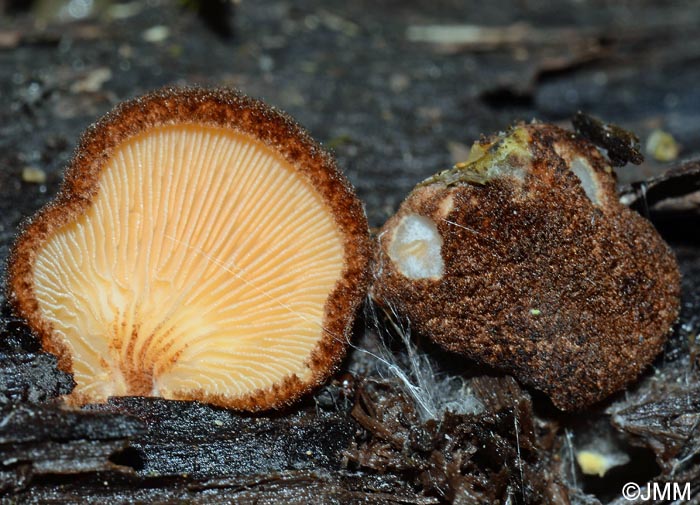 Crepidotus crocophyllus