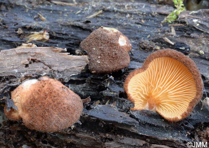 Crepidotus crocophyllus