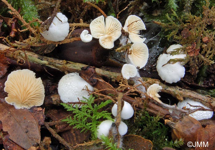 Crepidotus epibryus