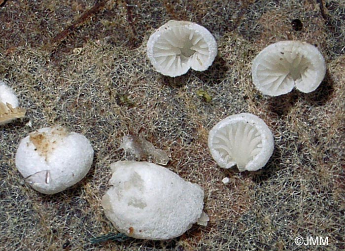 Crepidotus epibryus