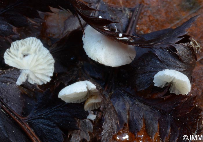 Crepidotus epibryus