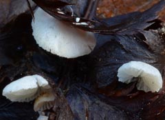 Crepidotus epibryus