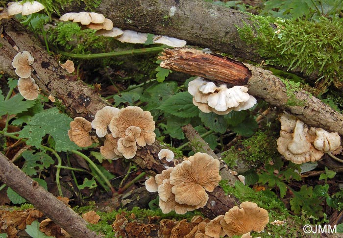 Crepidotus lundellii