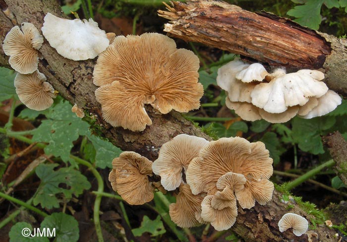 Crepidotus lundellii