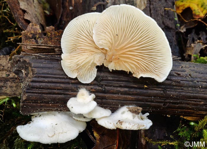 Crepidotus lundellii