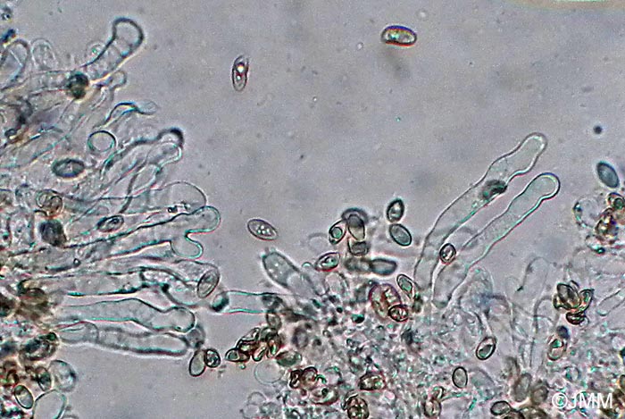 Crepidotus luteolus : spores et cheilocystides