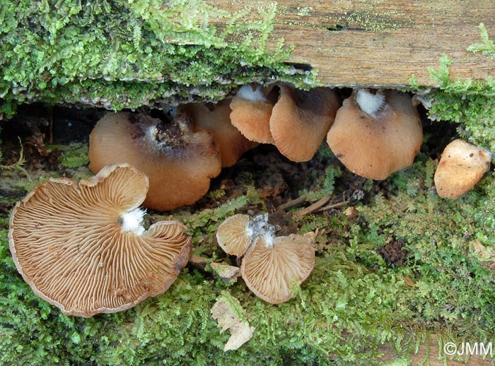 Crepidotus malachioides