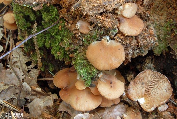 Crepidotus malachioides