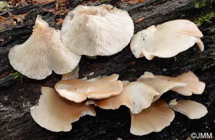 Crepidotus malachius