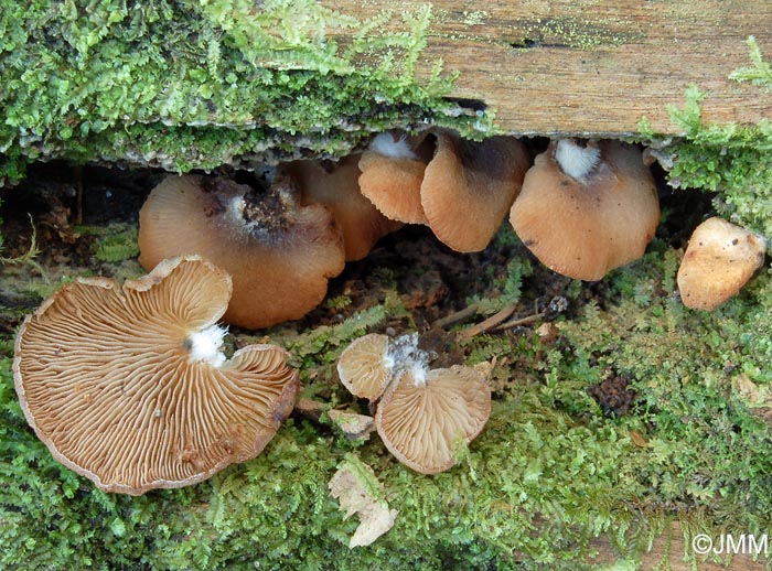Crepidotus malachius var. trichifer