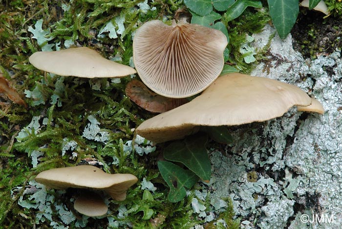 Crepidotus mollis