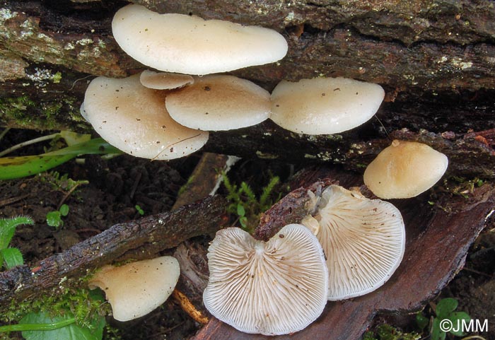 Crepidotus mollis