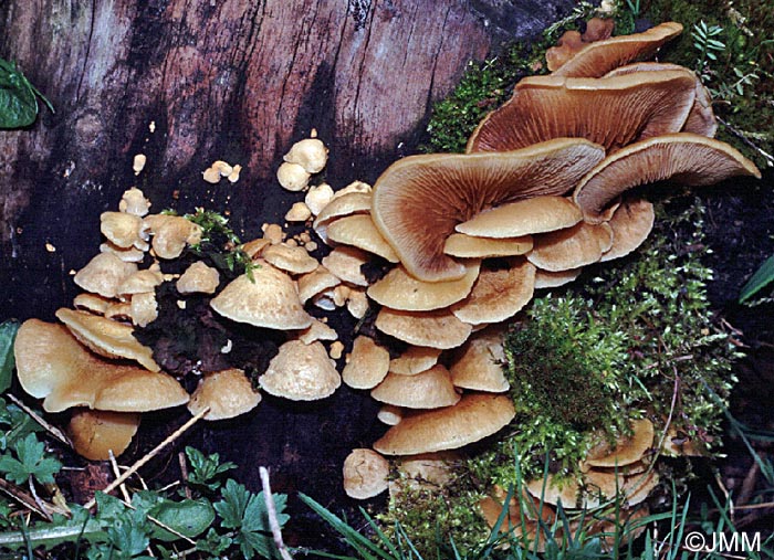 Crepidotus mollis