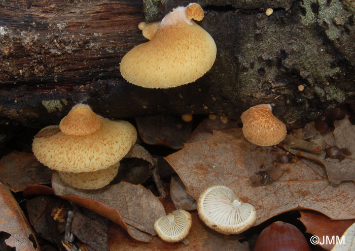 Crepidotus mollis var. calolepis