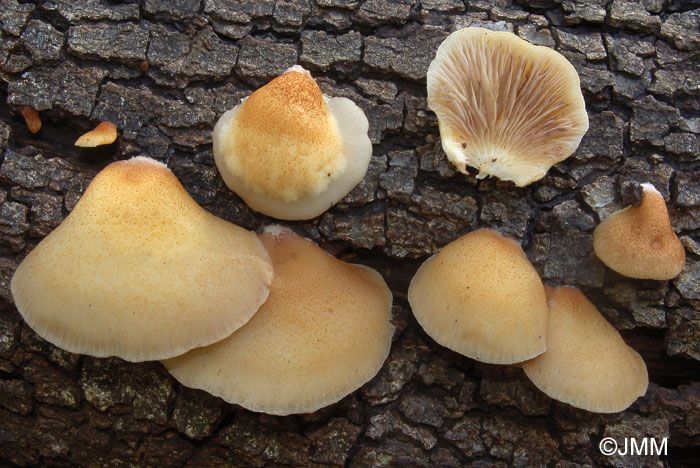 Crepidotus mollis var. calolepis