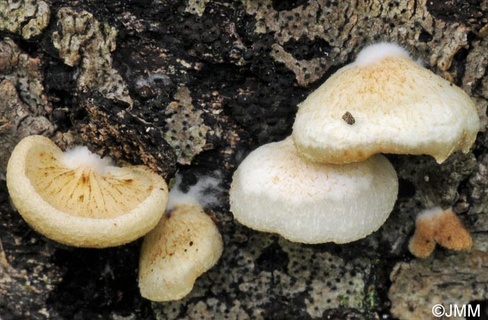 Crepidotus mollis var. calolepis