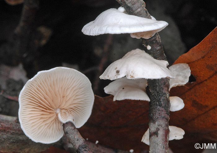 Crepidotus variabilis