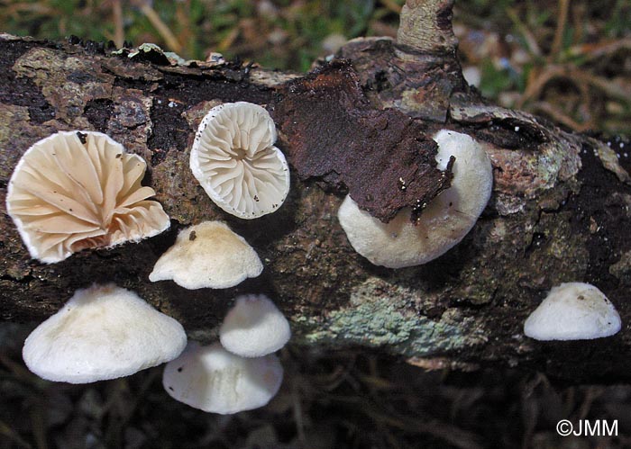 Crepidotus variabilis