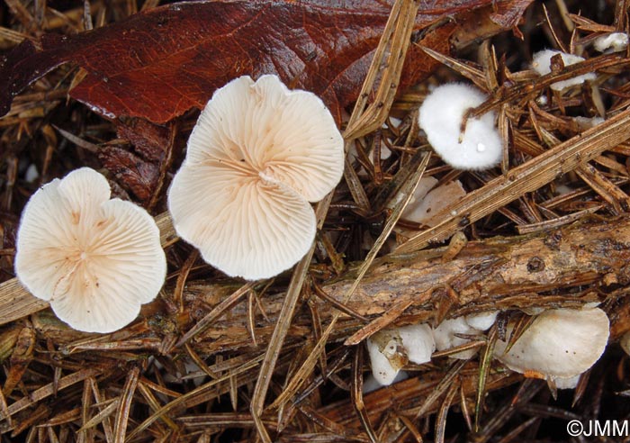 Crepidotus variabilis