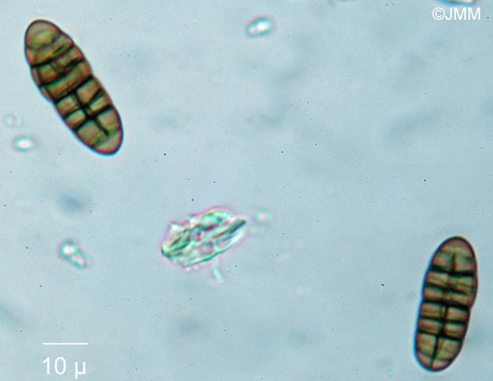 Cucurbitaria berberidis : spores