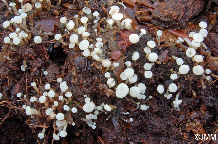 Cudoniella acicularis