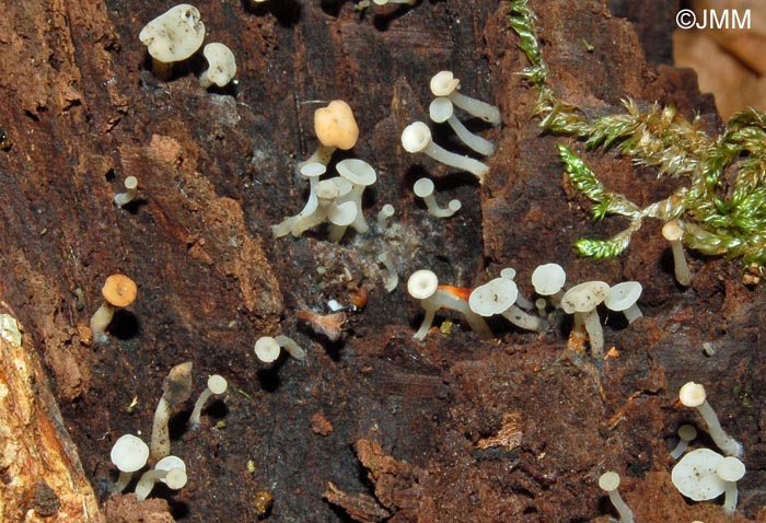 Cudoniella acicularis