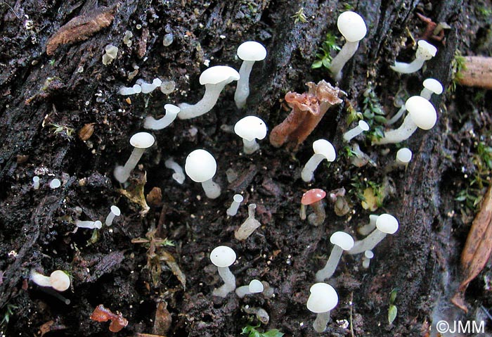 Cudoniella acicularis