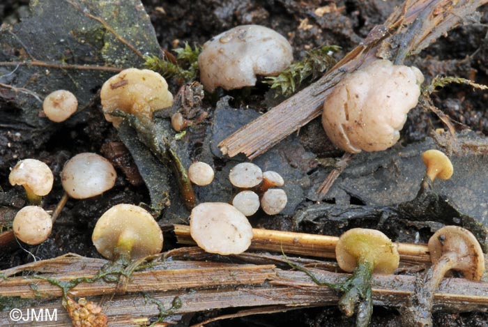 Cudoniella clavus