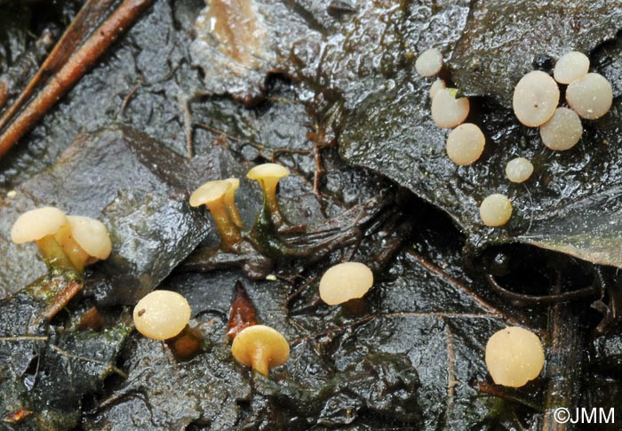 Cudoniella clavus