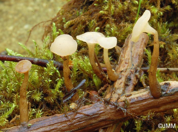 Cudoniella clavus