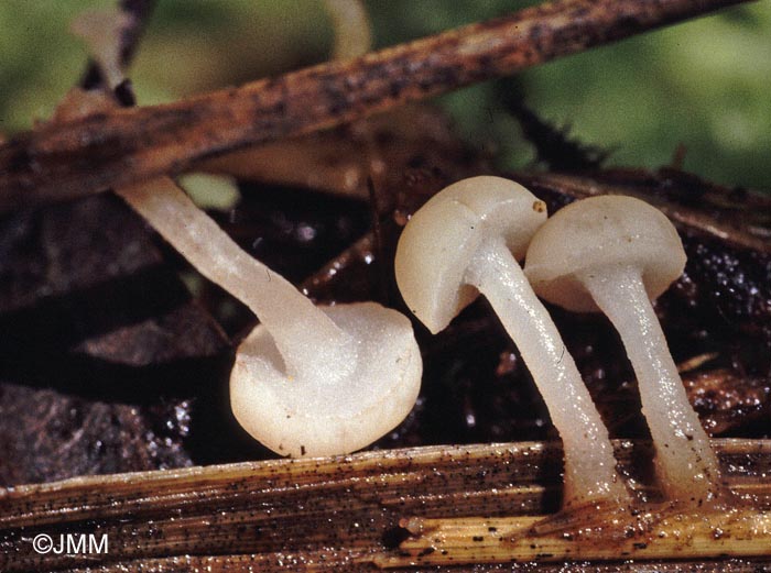 Cudoniella clavus