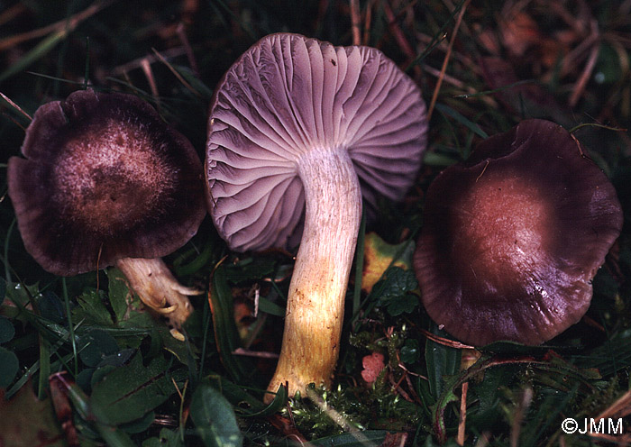 Cuphophyllus flavipes